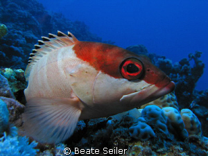 Blacktip grouper, taken with Canon S70 by Beate Seiler 